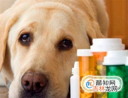 小狗被撞成内伤怎么办?