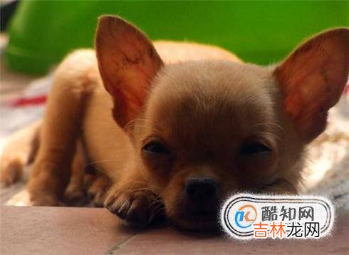 小狗被撞成内伤怎么办?