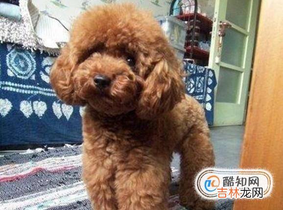 泰迪犬怎么养才听话?