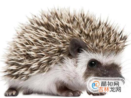 什么宠物不适合小孩子养?