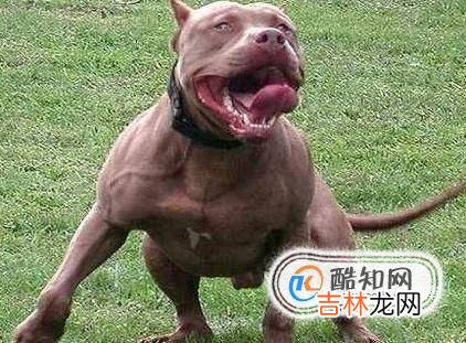 什么宠物不适合小孩子养?