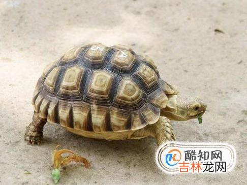什么宠物不适合小孩子养?