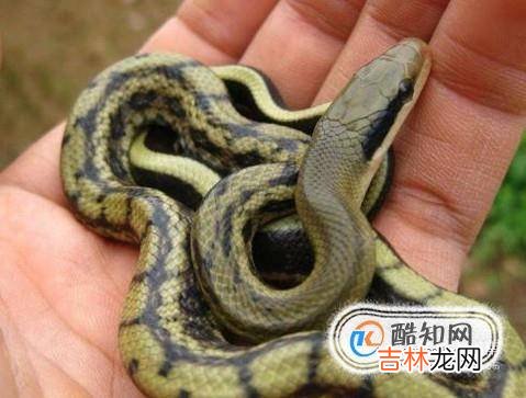 什么宠物不适合小孩子养?