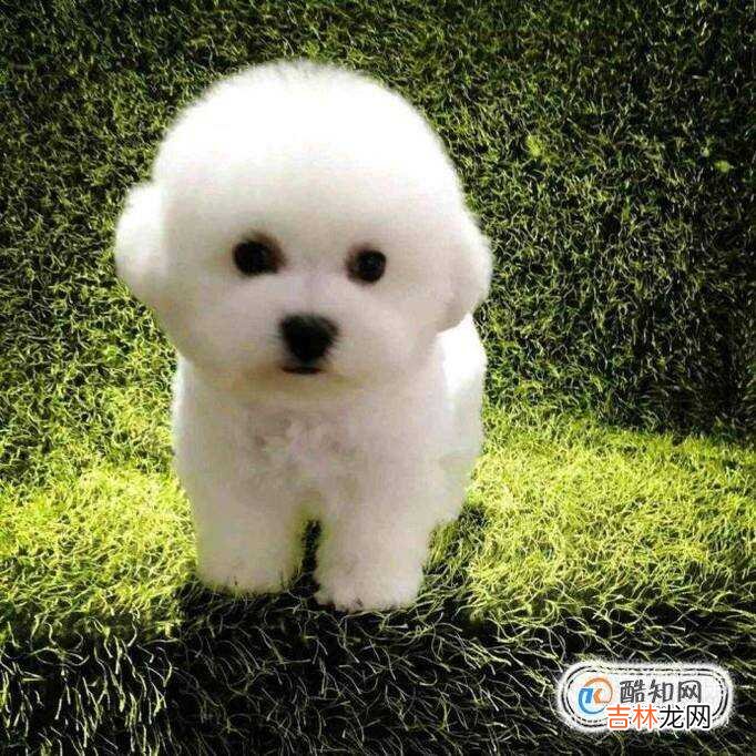 比熊犬吃什么?
