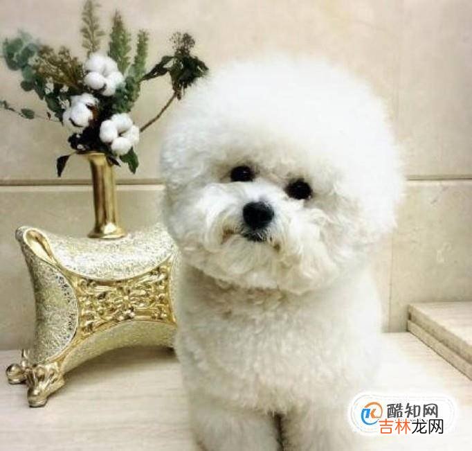 比熊犬吃什么?