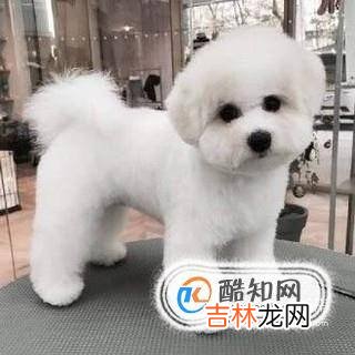 比熊犬吃什么?