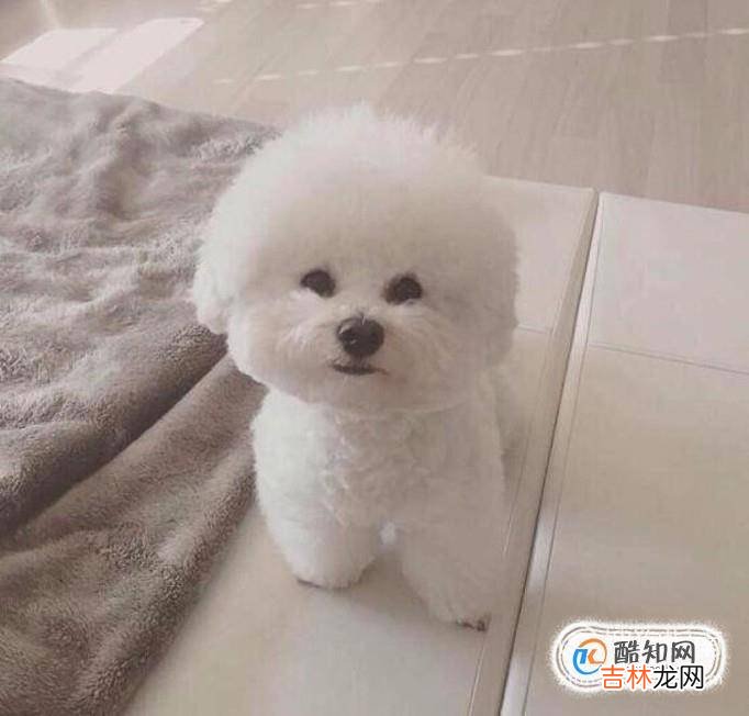 比熊犬吃什么?