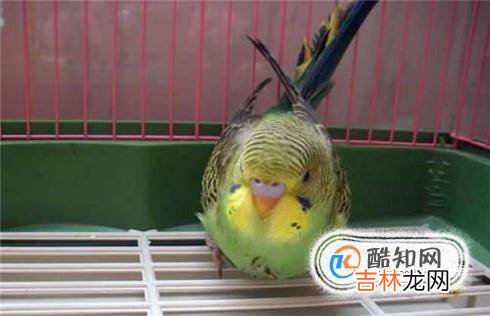 虎皮鹦鹉不吃食怎么办?