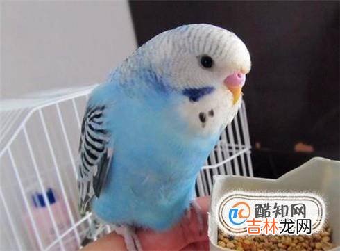虎皮鹦鹉不吃食怎么办?