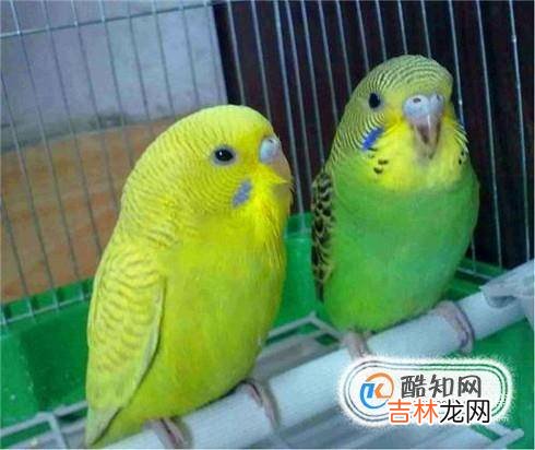 虎皮鹦鹉不吃食怎么办?