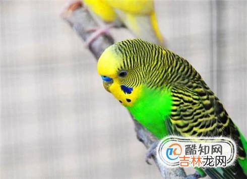 虎皮鹦鹉不吃食怎么办?