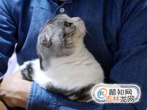 怎样使小猫亲近你?