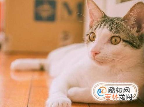 怎样使小猫亲近你?