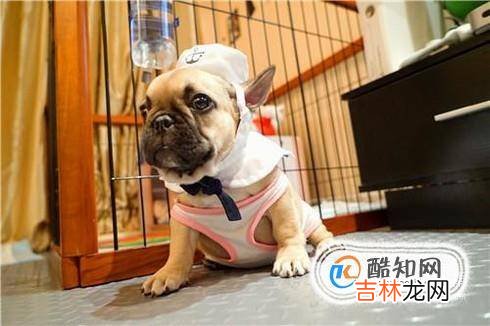 法斗犬挑食怎么办?