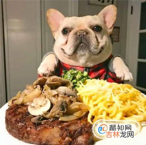 法斗犬挑食怎么办?