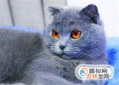 怎么训练猫不咬人?