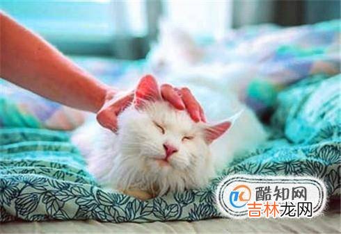 如何通过肢体语言了解猫的心情?