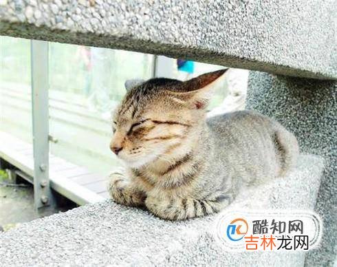 如何通过肢体语言了解猫的心情?