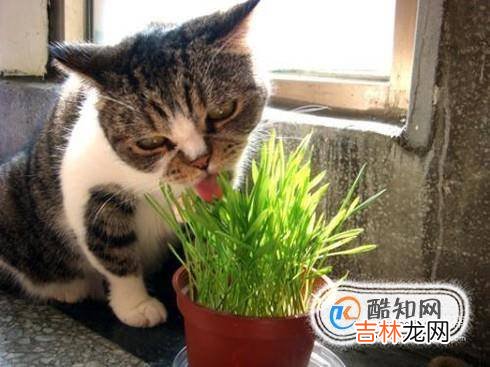 你家猫咪便秘怎么办应该怎么治疗?