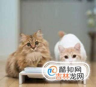 你家猫咪便秘怎么办应该怎么治疗?