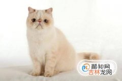 怎样跟小猫相处?