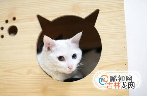 怎样跟小猫相处?