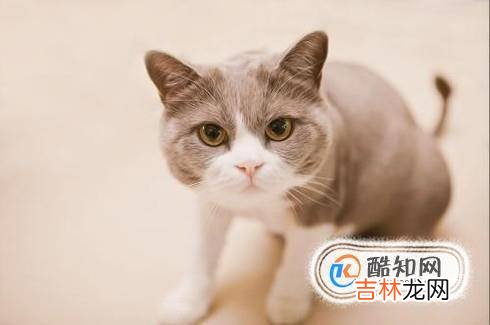 怎样跟小猫相处?