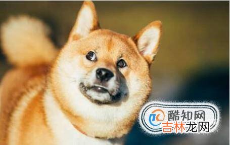 如何养好一只柴犬?