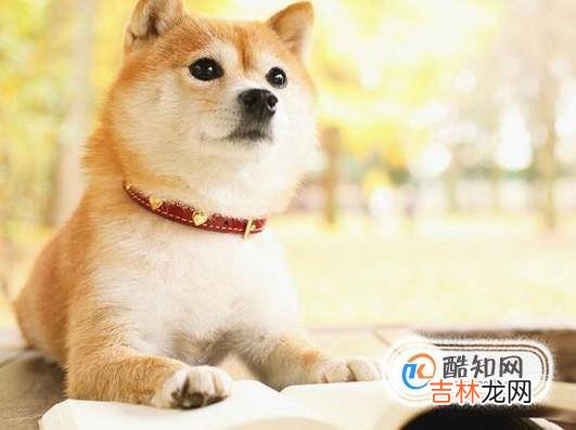 如何养好一只柴犬?