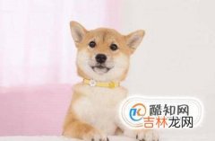 如何养好一只柴犬?