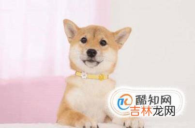 如何养好一只柴犬?