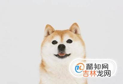 如何养好一只柴犬?