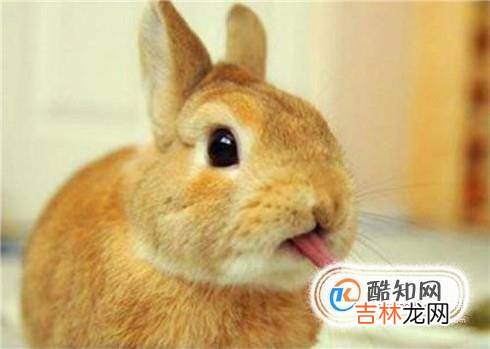 如何解读兔子的声音?