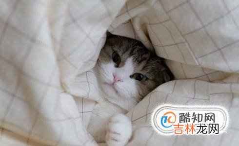怎么消灭猫蚤猫虱?