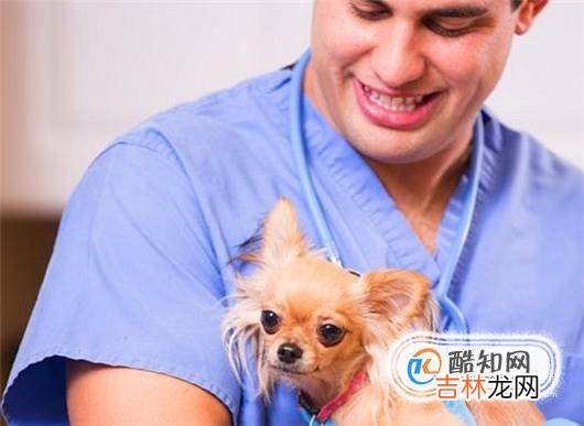 家庭养宠物要注意什么如何健康安全养宠物?