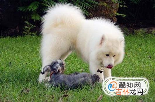 家庭养宠物要注意什么如何健康安全养宠物?
