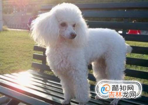 什么狗长不大又便宜?