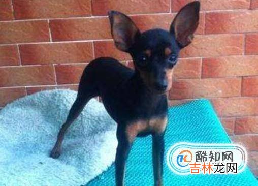 什么狗长不大又便宜?