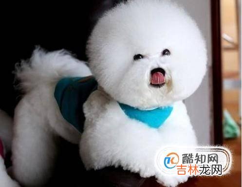 什么狗长不大又便宜?
