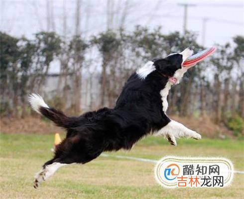 边境牧羊犬怎么训练?
