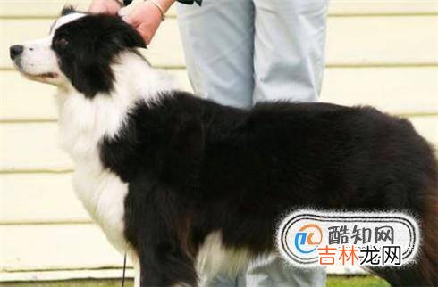 边境牧羊犬怎么训练?