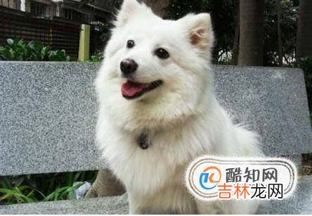 萨摩耶与银狐犬的外形区别?