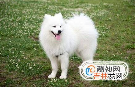 萨摩耶与银狐犬的外形区别?