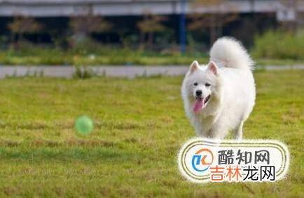 萨摩耶与银狐犬的外形区别?