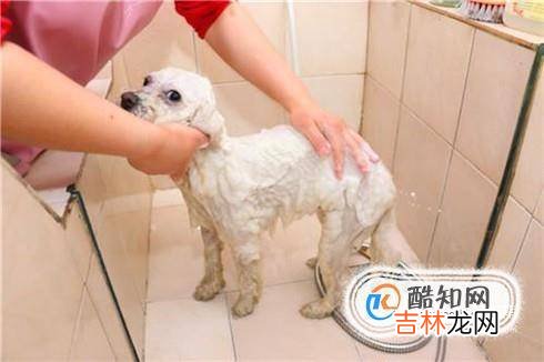 狗狗去螨虫最好的方法狗狗除螨虫的简单方法?