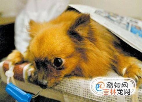 狗狗去螨虫最好的方法狗狗除螨虫的简单方法?