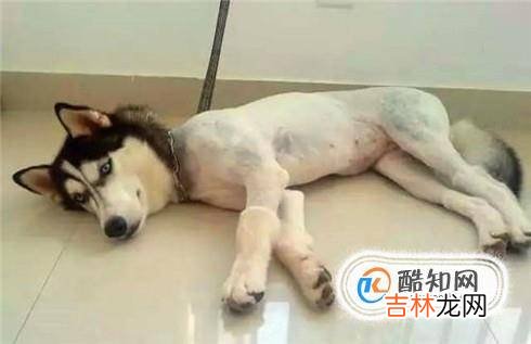 狗狗去螨虫最好的方法狗狗除螨虫的简单方法?