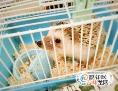 宠物刺猬怎么养?