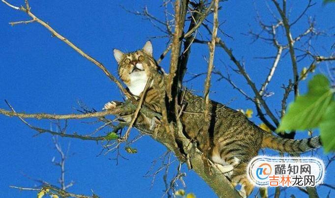 猫死了为什么不能埋?
