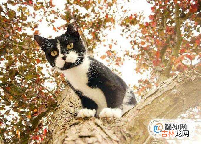 猫死了为什么不能埋?